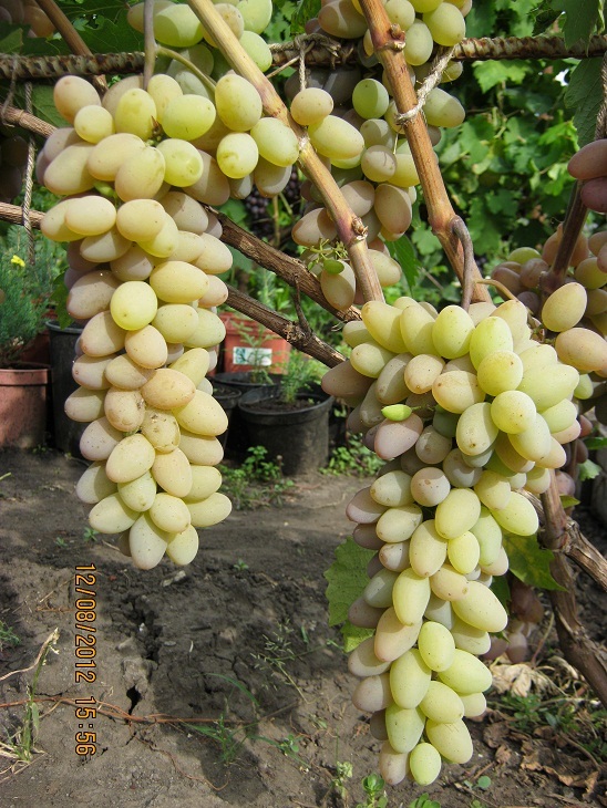 Саженцы зимостойкого винограда