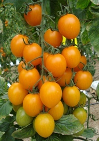 семена томаты &quot;Мэтью&quot; 10 шт.