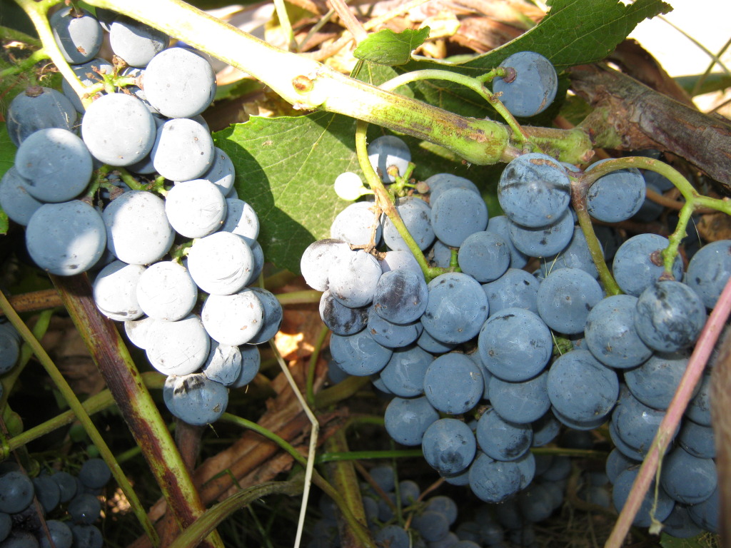 Виноград сорт Таежный. Виноград неукрывной Неретинский. Сорт винограда Таёжный изумруд.